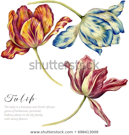 Stock photo: Red Tulip Flowers