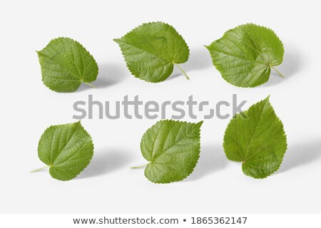 Green Tilia Leaves With Copy Space Stockfoto © artjazz