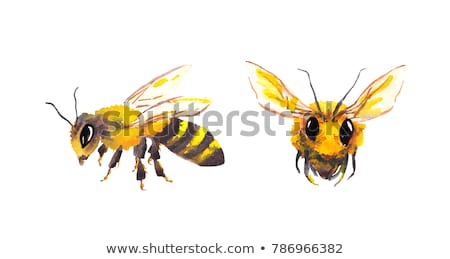 Сток-фото: Bee Watering Illustration