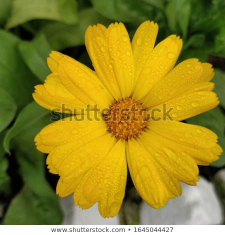 Сток-фото: One Yellow Flower Of Calendula