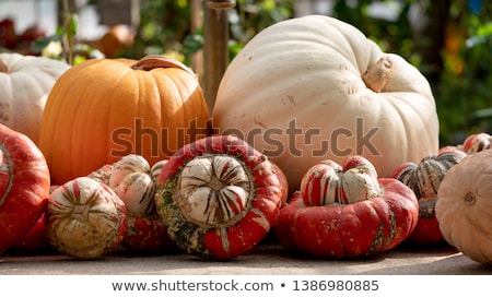 Stock photo: Pumpkin In Greenhouse