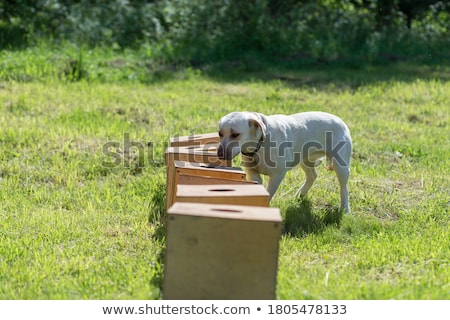 Stock foto: Police Dog Training