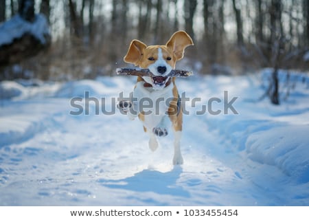 Stock photo: Hunters Walking In Snow