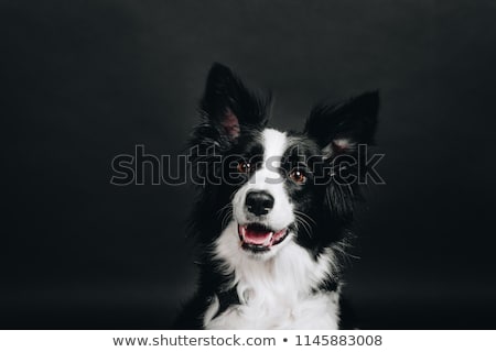 Foto stock: White Funny Dog In A Dark Studio