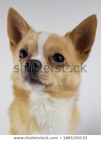 Zdjęcia stock: Cute Chihuahua Portrait In A White Studio