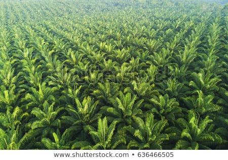 Stock photo: Palm Plantation