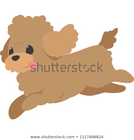 Stock photo: Toy Poodle Dog Running