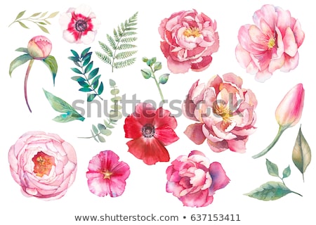 Stockfoto: Watercolor Peony Flower