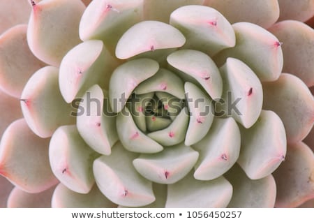 Stok fotoğraf: Succulent Plants Macro Image