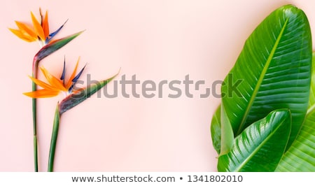Stock photo: Summer Flat Lay Scenery On White Boards