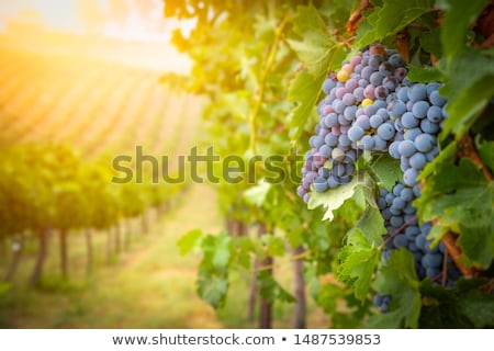 Stock fotó: Lush Wine Grapes Clusters Hanging On The Vine