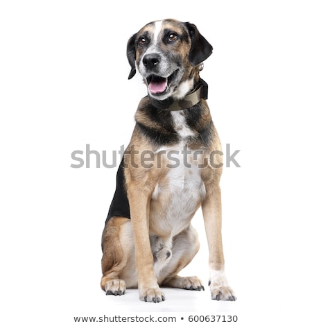 Foto stock: Studio Shot Of An Adorable Mixed Breed Dog