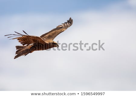 Imagine de stoc: Black Kite Flying Ethiopia Safari Wildlife