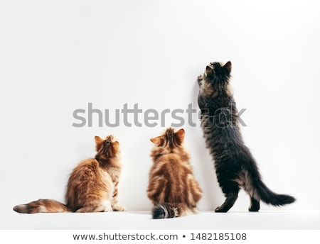 Сток-фото: Cat And Wall