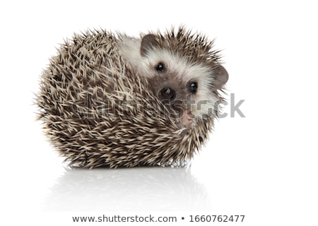 Stok fotoğraf: Hedgehog