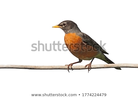 Stok fotoğraf: American Robin