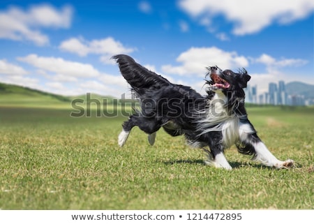 Stok fotoğraf: Border Collie In Agility