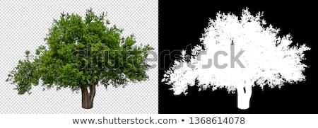 Stockfoto: Branch Of Maple With Green Leaves Isolated On White Background