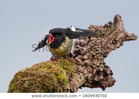 [[stock_photo]]: Tomtit