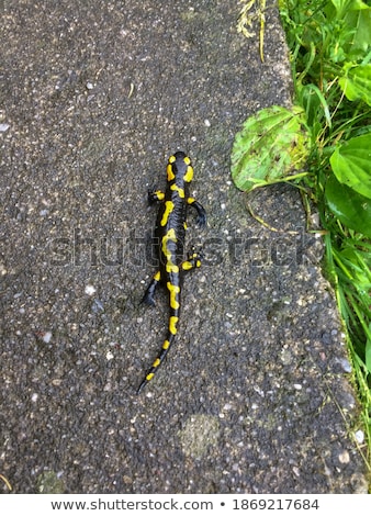 Stock photo: Black Yellow Dotted Salamander