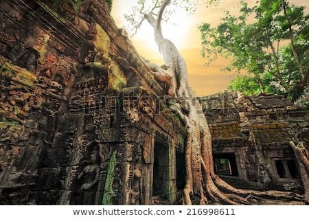 Foto stock: Giant Banyan Tree Roots At Ta Prohm Temple Angkor Wat Complex
