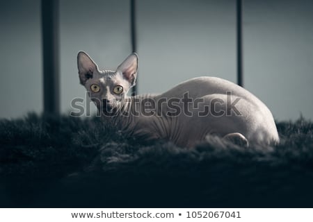 Foto stock: Sphynx Hairless Cat