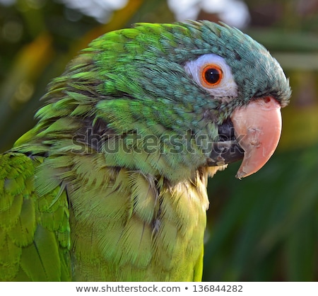 Foto stock: Close Up Of A Parrot With An Injured Beak