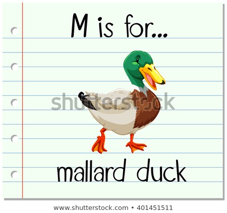 Foto stock: Flashcard Letter M Is For Mallard Duck