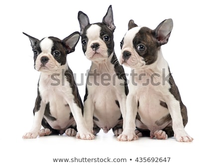 Imagine de stoc: Puppy Boston Terrier In A White Photo Studio