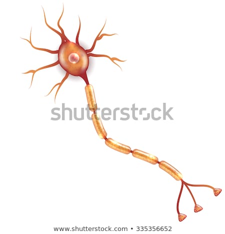 Stockfoto: Neuron Nerve Cell That Is The Main Part Of The Nervous System