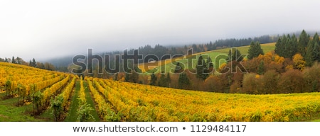 Foto stock: Dundee Oregon Vineyard During Fall Season Panorama
