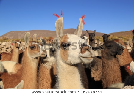 Imagine de stoc: Lamas Herd In Bolivia