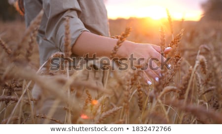 Foto d'archivio: Female Farmer Touching Barley Crop Ears In Field
