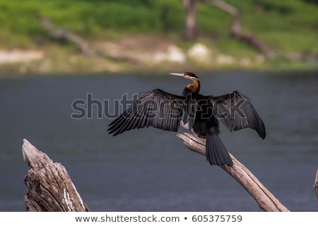 Stock photo: African Darter Sitting On A Branch