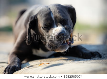 Stock fotó: Dog With Big Bone