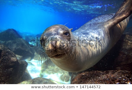 Imagine de stoc: Galapagos Sea Lion On Galapagos Islands Animals And Wildlife Nature Near Puerto Egas Egas Port Sa