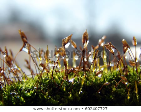 Сток-фото: Moss Sporangiums Macro