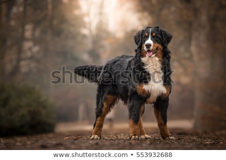 Foto stock: Bernese Mountain Dog