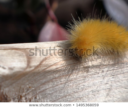 Stock foto: Hairy Caterpillar On Garden Bed