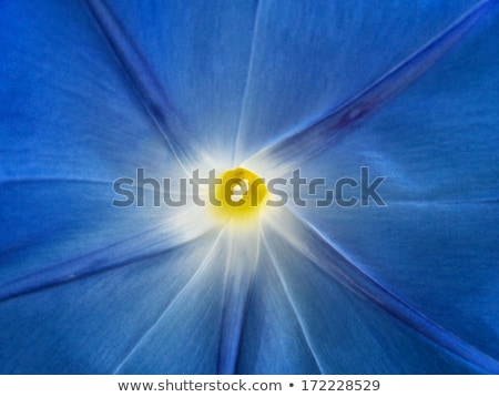 Imagine de stoc: Morning Glory Close Up