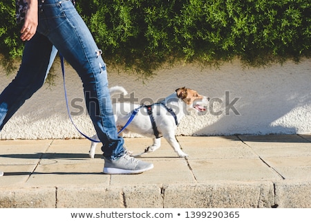 Stockfoto: Dog For A Walk