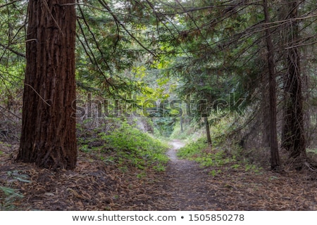 Santa Cruz Mountains Foto stock © yhelfman