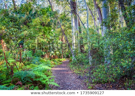 Stock fotó: Walking Along A Bush Trail In Australia