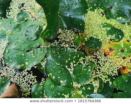 Stok fotoğraf: Quail In Grape Leaves With Grapesstyle Vintage