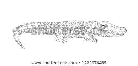 Imagine de stoc: Huge Adult Crocodile