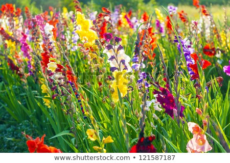 Сток-фото: Wild Flowers Growing In A Sunny Garden