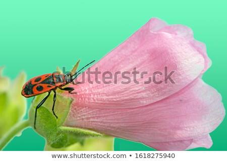 Firebug On A Pink Malva Flower Blossom Zdjęcia stock © manfredxy