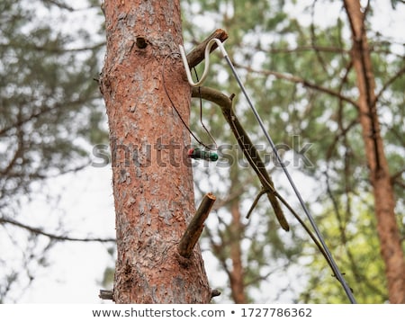 Сток-фото: Official Geocache