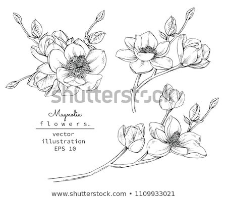 Stock fotó: Magnolia Flowers
