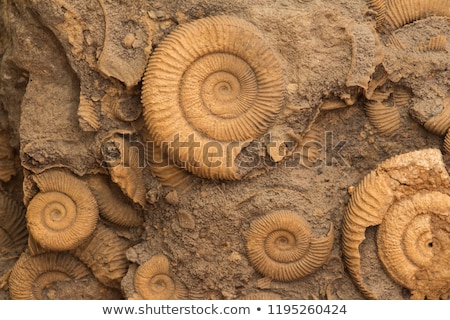 Stok fotoğraf: Fossil Shell